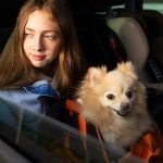 Safe, Stress-Free Transportation for Modern Pet Owners